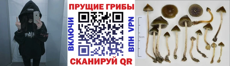 Купить где Орехово-Зуево Галлюциногенные грибы MAGIC MUSHROOMS